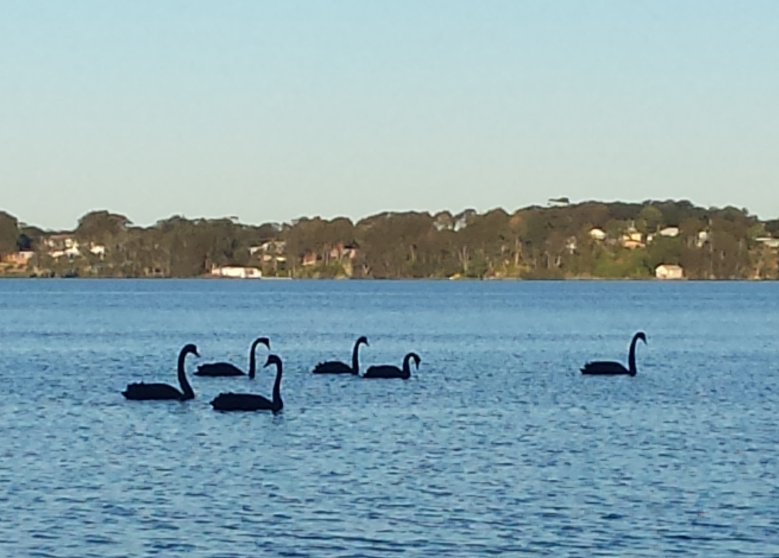 swans